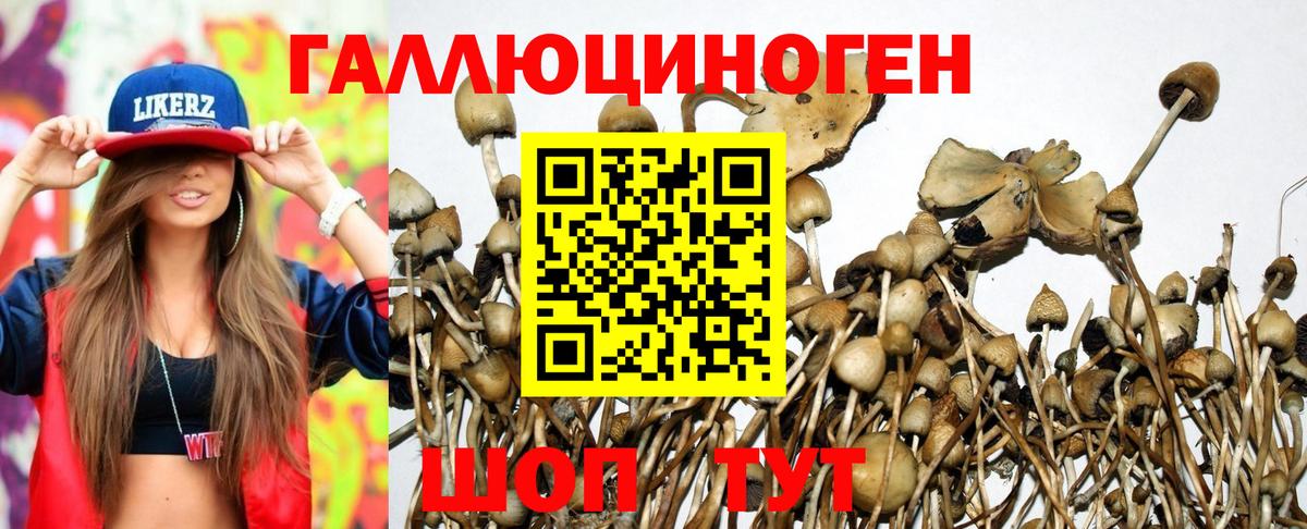 Псилоцибиновые грибы Cubensis Знаменск