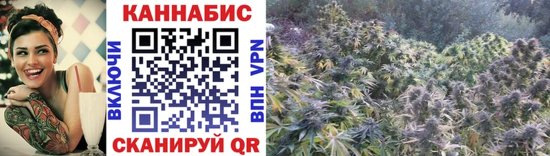 купить  сайты  Знаменск  Бошки Шишки семена 